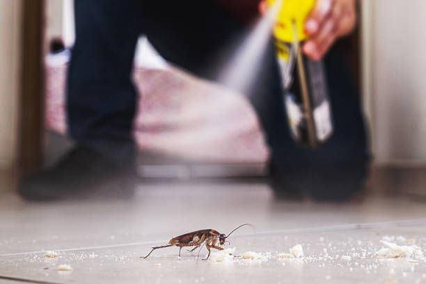 Reliable Wilson, NC Pest Control Solutions